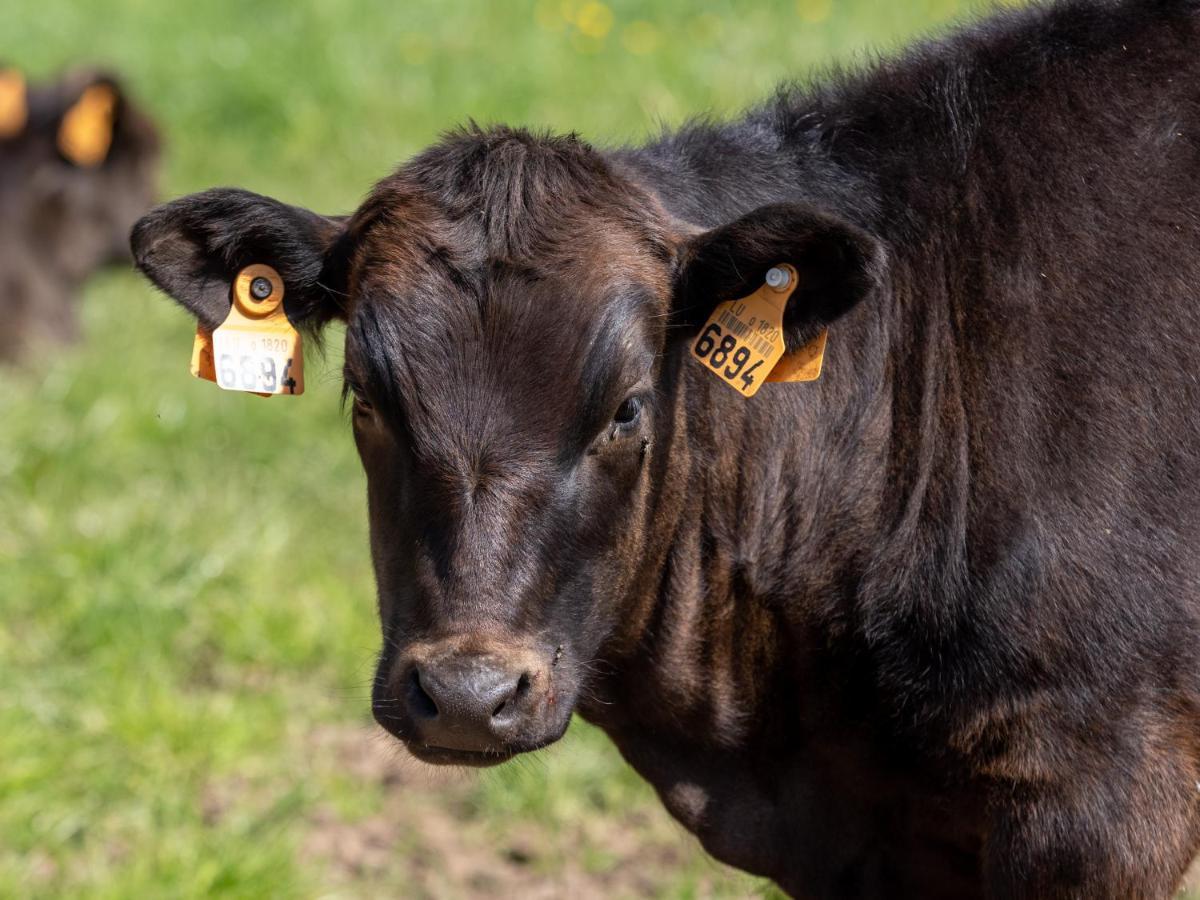 Penzion A Mechels Bettel Exteriér fotografie